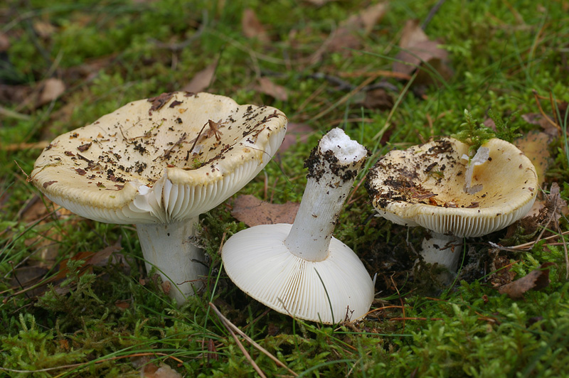 Russula ochroleuca